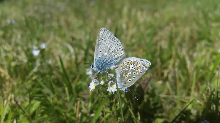Twee vlinders