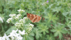 Vlinder op bloem - natuurlijk genieten