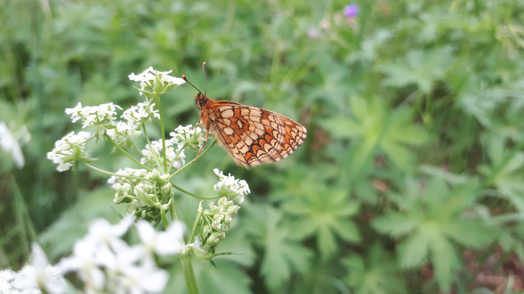 Vlinder op bloem - natuurlijk genieten