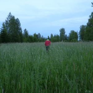 Groen veld met hoog gras, persoon boven het maaiveld