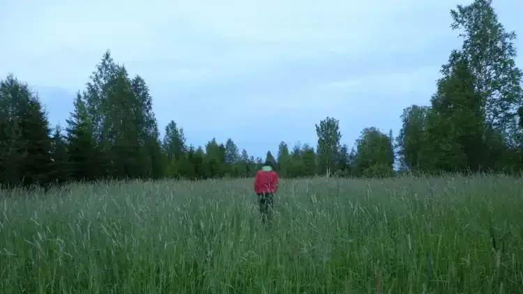 Groen veld met hoog gras, persoon boven het maaiveld