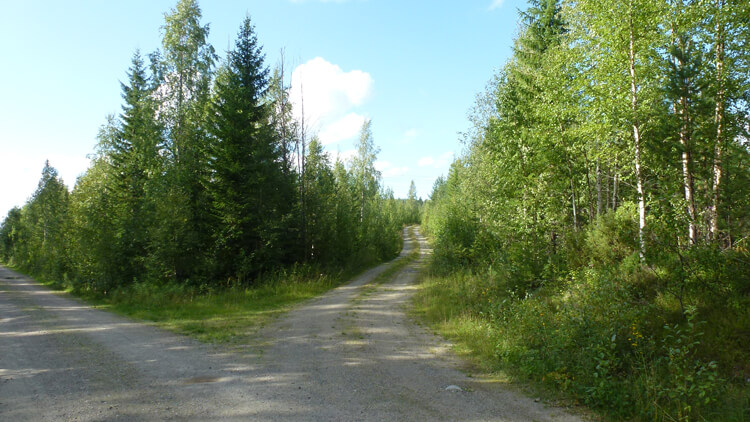 Two roads in the forest, choose your path.