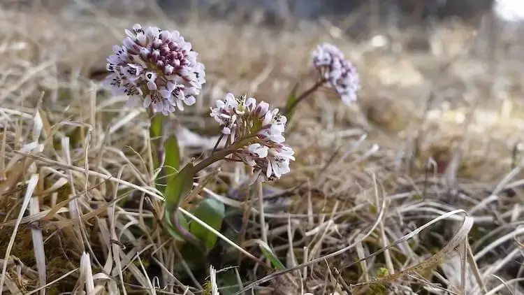 Lieflijk bloemetje