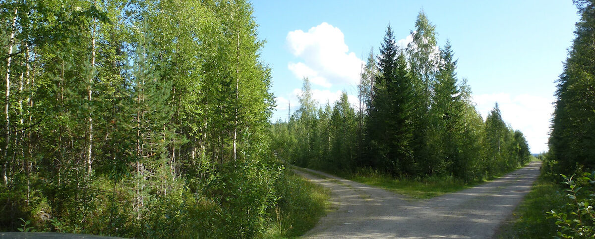 Two roads in the forest, choose your path.