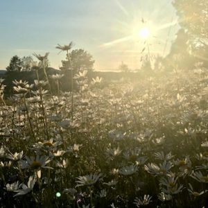 Summer Solstice Retreat