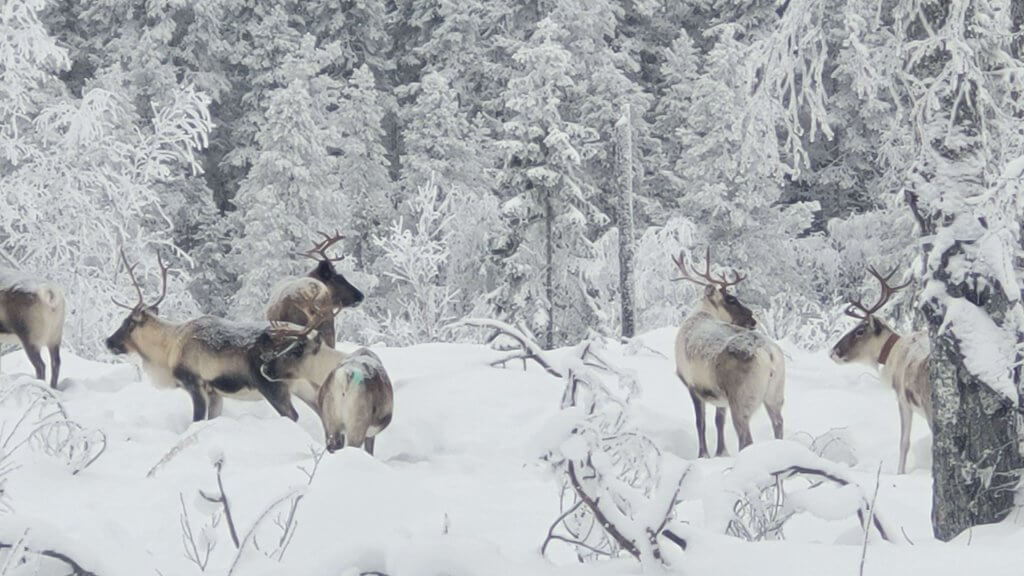 Reindeer in the snow