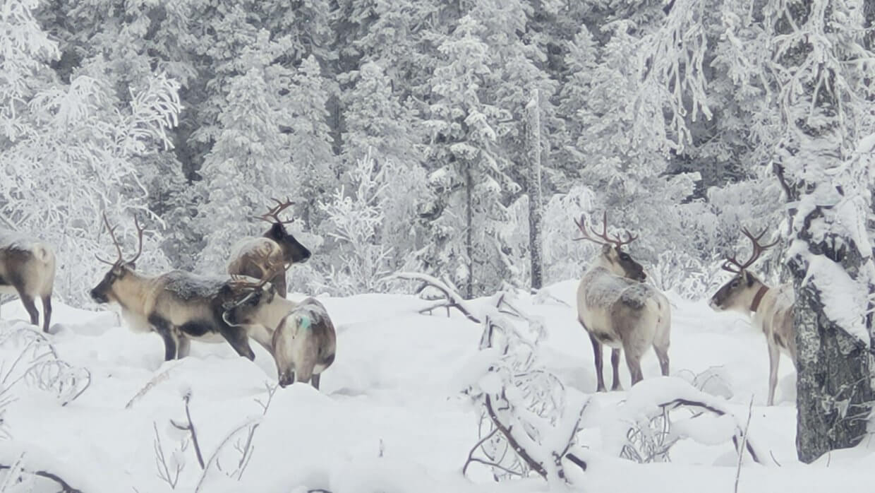 Reindeer in the snow
