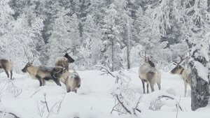 Reindeer in the snow