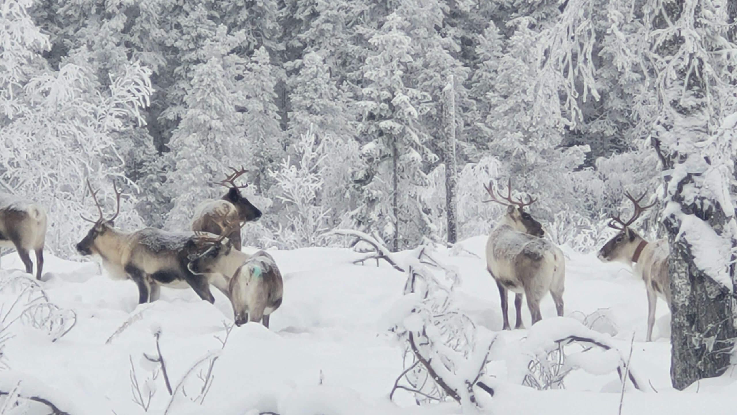 Reindeer in the snow